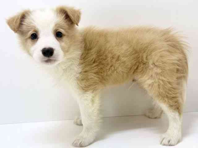 大阪府のボーダーコリー (ひごペットフレンドリーいこらもーる泉佐野店/2025年12月13日生まれ/男の子/レッドホワイト)の子犬の3枚目の画像