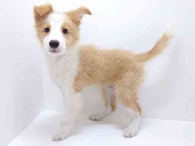 大阪府のボーダーコリー (ひごペットフレンドリーいこらもーる泉佐野店/2025年12月13日生まれ/男の子/レッドホワイト)の子犬の3枚目の画像