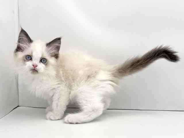 兵庫県のラグドール (ひごペットフレンドリークラウンパーク伊丹店/2025年12月5日生まれ/男の子/シールポイントバイカラー)の子猫の3枚目の画像