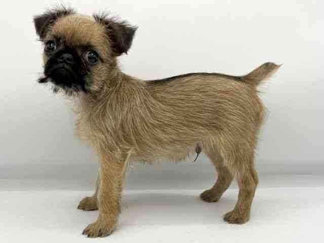 大阪府のプチブラバンソン (ひごペットフレンドリーららぽーとEXPOCITY店/2025年12月13日生まれ/男の子/レッド)の子犬の3枚目の画像