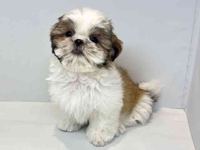 大阪府のシーズー (ひごペットフレンドリーセブンパーク天美店/2025年12月8日生まれ/男の子/ホワイトゴールド)の子犬の3枚目の画像