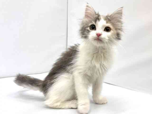 大阪府のノルウェージャンフォレストキャット (ひごペットフレンドリーイオンタウン茨木太田店/2025年11月27日生まれ/女の子/ブルークリームホワイト)の子猫の3枚目の画像