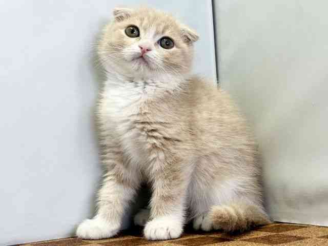 愛媛県のスコティッシュフォールド (ひごペットフレンドリーエミフルMASAKI店/2025年12月11日生まれ/男の子/クリームホワイト)の子猫の3枚目の画像