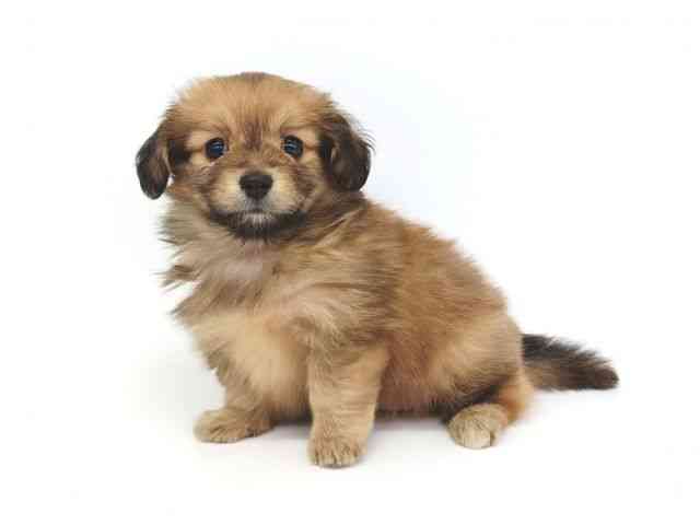 大阪府のポメックス(ポメラニアン×ダックス) (ひごペットフレンドリー泉ヶ丘店/2025年12月13日生まれ/女の子/フォーン)の子犬の3枚目の画像