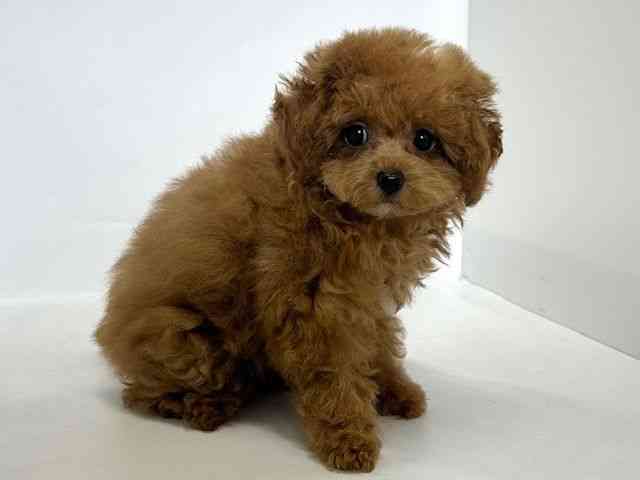 大阪府のトイプードル(トイ) (ひごペットフレンドリーアクロスプラザ住之江店/2025年12月13日生まれ/女の子/レッド)の子犬の3枚目の画像