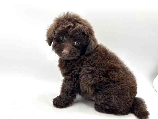 奈良県のトイプードル(トイ) (ひごペットフレンドリー田原本店/2025年12月12日生まれ/男の子/ブラウン)の子犬の3枚目の画像