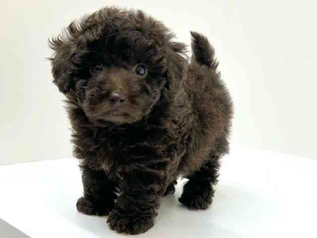 兵庫県のトイプードル(トイ) (ひごペットフレンドリーブルメールHAT神戸店/2025年12月12日生まれ/女の子/ブラウン)の子犬の3枚目の画像