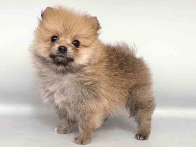 大阪府のポメラニアン (ひごペットフレンドリー岸和田店/2025年12月12日生まれ/男の子/オレンジ)の子犬の3枚目の画像