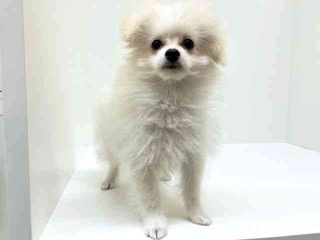 兵庫県のチワプー/プーチー(チワワ×プードル) (ひごペットフレンドリーブルメールHAT神戸店/2025年12月13日生まれ/女の子/ホワイト)の子犬の3枚目の画像