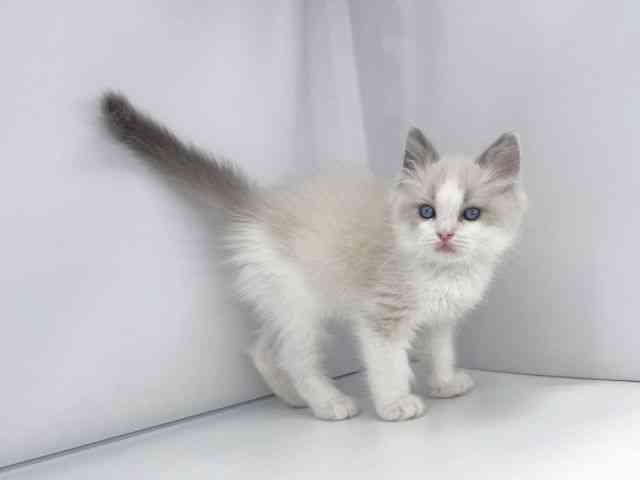 兵庫県のラグドール (ひごペットフレンドリーイオンタウン加古川店/2025年12月12日生まれ/男の子/ブルーポイントバイカラー)の子猫の3枚目の画像
