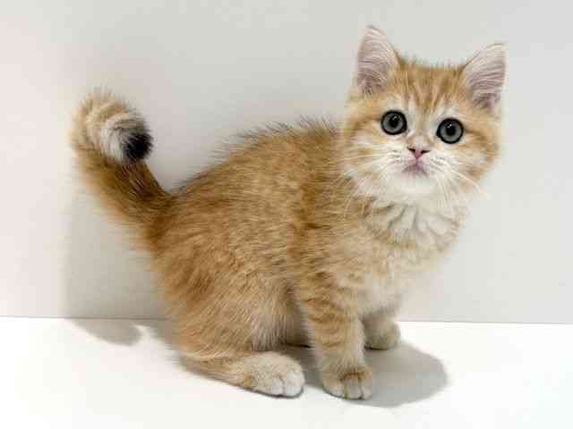 大阪府のブリティッシュショートヘアー (ひごペットフレンドリーイオン高槻店/2025年11月26日生まれ/男の子/ブラックゴールデンシェーデット)の子猫の3枚目の画像