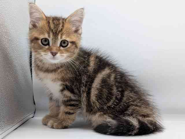 香川県のミヌエット (ひごペットフレンドリーゆめタウン高松店/2025年12月13日生まれ/男の子/ブラウンタビー)の子猫の3枚目の画像