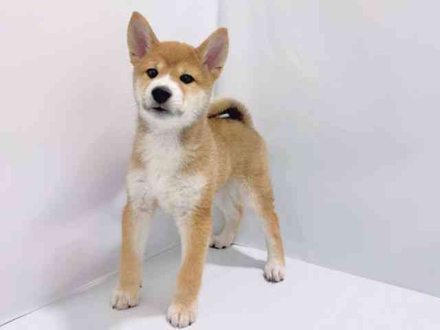 大阪府の柴犬(標準サイズ) (ひごペットフレンドリーイズミヤショッピングセンター千里丘店/2025年12月13日生まれ/男の子/赤)の子犬の3枚目の画像