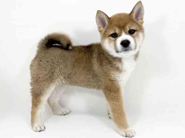 京都府の柴犬(標準サイズ) (ひごペットフレンドリーイズミヤショッピングセンター八幡店/2025年12月13日生まれ/男の子/赤)の子犬の3枚目の画像