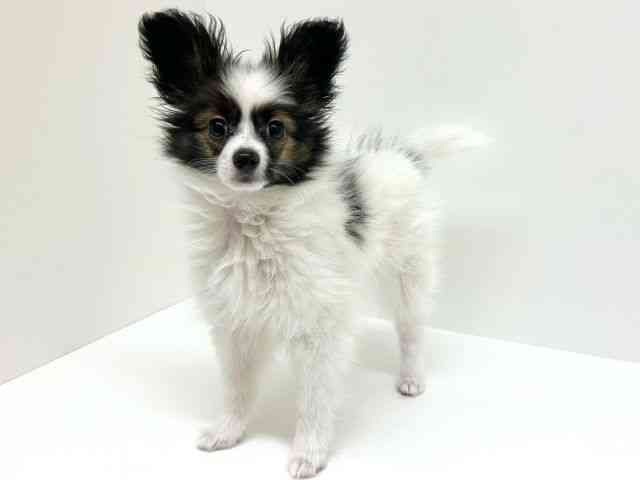 兵庫県のパピヨン (ひごペットフレンドリーブルメールHAT神戸店/2025年12月13日生まれ/男の子/ホワイトブラウン)の子犬の3枚目の画像