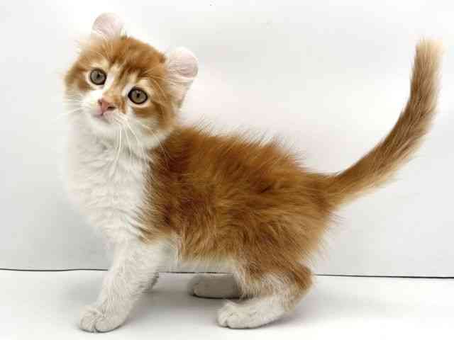 兵庫県のアメリカンカール (ひごペットフレンドリークラウンパーク伊丹店/2025年12月13日生まれ/男の子/レッドタビーホワイト)の子猫の3枚目の画像