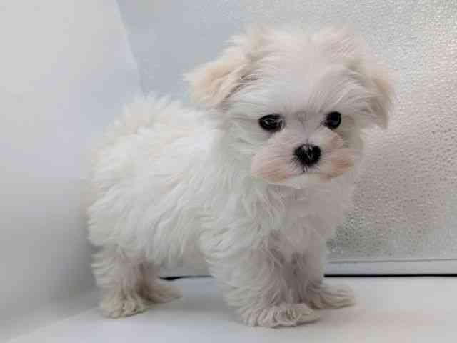 香川県のマルチーズ (ひごペットフレンドリーゆめタウン高松店/2025年12月14日生まれ/女の子/ホワイト)の子犬の3枚目の画像