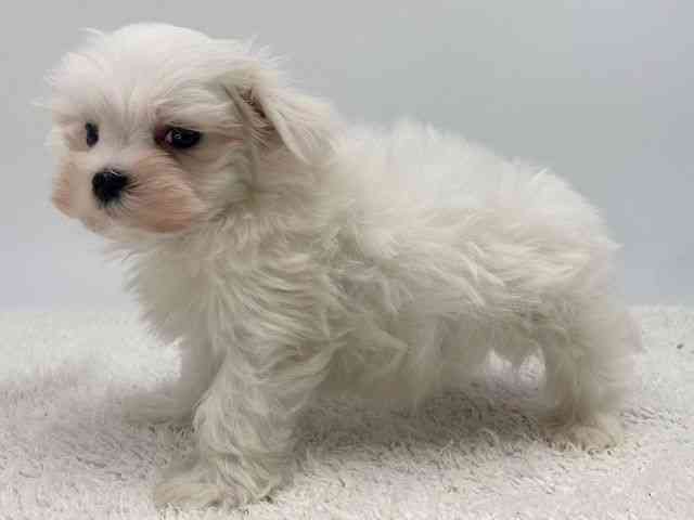 島根県のマルチーズ (ひごペットフレンドリーイオンモール出雲店/2025年12月14日生まれ/男の子/ホワイト)の子犬の3枚目の画像