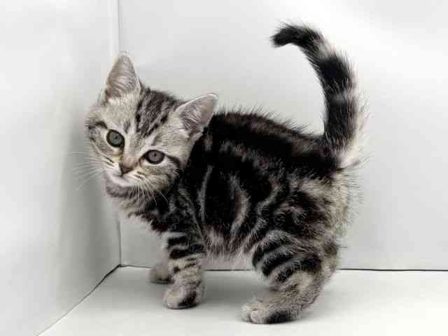 兵庫県のアメリカンショートヘアー (ひごペットフレンドリークラウンパーク伊丹店/2025年12月12日生まれ/女の子/シルバータビー)の子猫の3枚目の画像