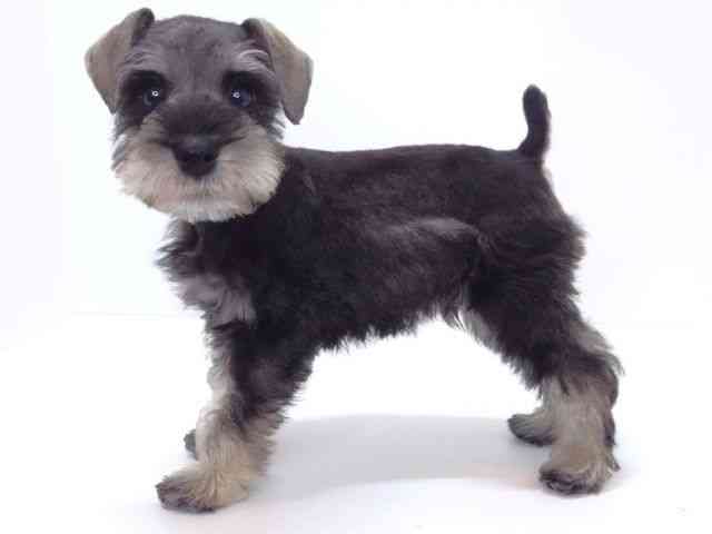 大阪府のミニチュアシュナウザー (ひごペットフレンドリーいこらもーる泉佐野店/2025年12月11日生まれ/男の子/ソルトペッパー)の子犬の3枚目の画像