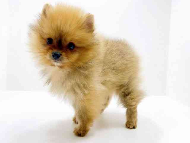 広島県のポメラニアン (ひごペットフレンドリーフジグラン神辺店/2025年12月11日生まれ/男の子/オレンジ)の子犬の3枚目の画像