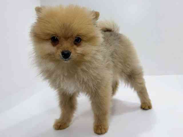 広島県のポメラニアン (ひごペットフレンドリーフジグラン神辺店/2025年12月11日生まれ/男の子/オレンジ)の子犬の3枚目の画像