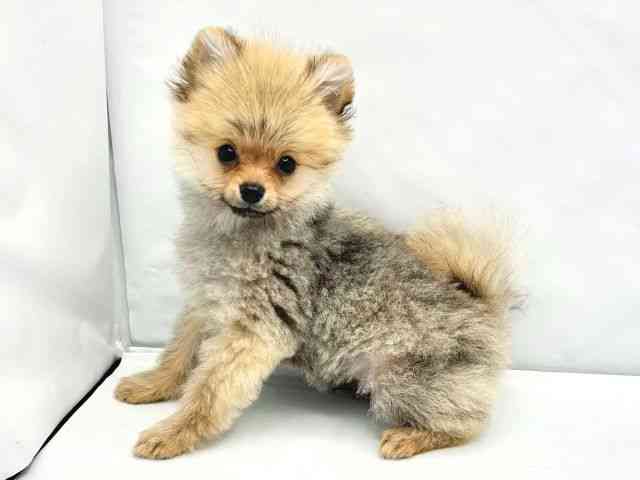 大阪府のポメラニアン (ひごペットフレンドリーイトーヨーカドー津久野店/2025年12月11日生まれ/男の子/オレンジセーブル)の子犬の3枚目の画像