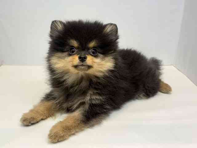 大阪府のポメラニアン (ひごペットフレンドリーセブンパーク天美店/2025年12月12日生まれ/女の子/ブラックタン)の子犬の3枚目の画像