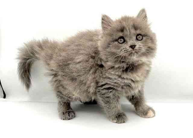 島根県のマンチカン (ひごペットフレンドリーイオン松江ショッピングセンター店/2025年12月12日生まれ/女の子/ブルークリーム)の子猫の3枚目の画像