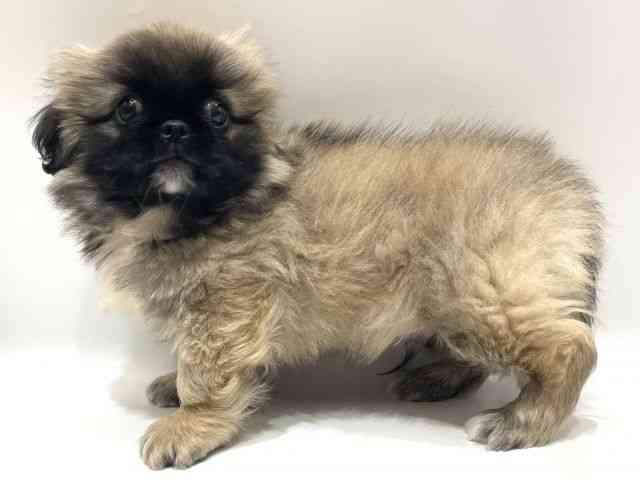 愛知県のペキニーズ (ひごペットフレンドリーヴィアモール アピタ江南西店/2025年12月11日生まれ/男の子/フォーンホワイト)の子犬の3枚目の画像