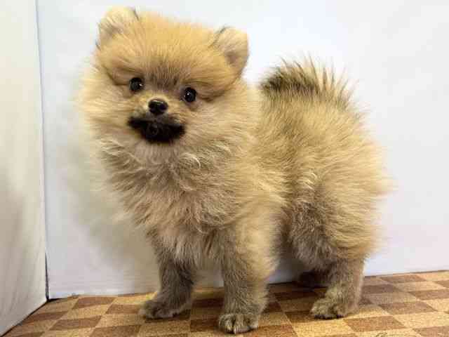 愛媛県のポメラニアン (ひごペットフレンドリーエミフルMASAKI店/2025年12月13日生まれ/男の子/オレンジ)の子犬の3枚目の画像
