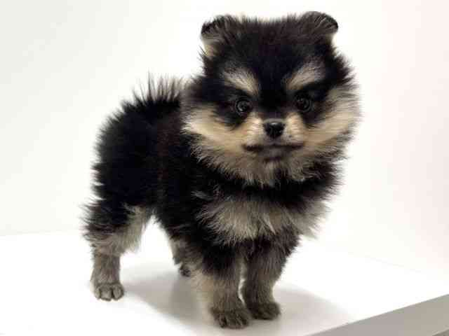 愛知県のポメラニアン (ひごペットフレンドリーららぽーと名古屋みなとアクルス店/2025年12月13日生まれ/女の子/ブラックタン)の子犬の3枚目の画像