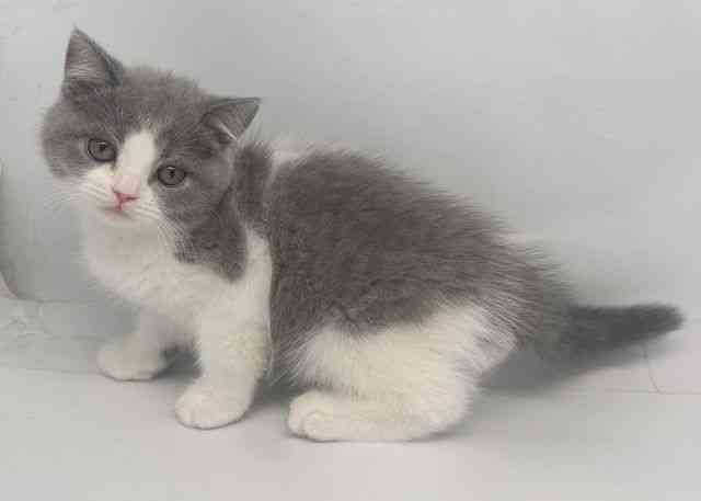 鳥取県のブリティッシュショートヘアー (ひごペットフレンドリーイオンモール鳥取北店/2025年12月12日生まれ/男の子/ブルーホワイト)の子猫の3枚目の画像