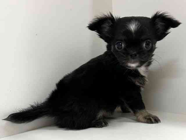 奈良県のチワワ(ロング) (ひごペットフレンドリーイオンモール橿原ウエスト・ビレッジ店/2025年12月12日生まれ/男の子/ブラックホワイト)の子犬の3枚目の画像