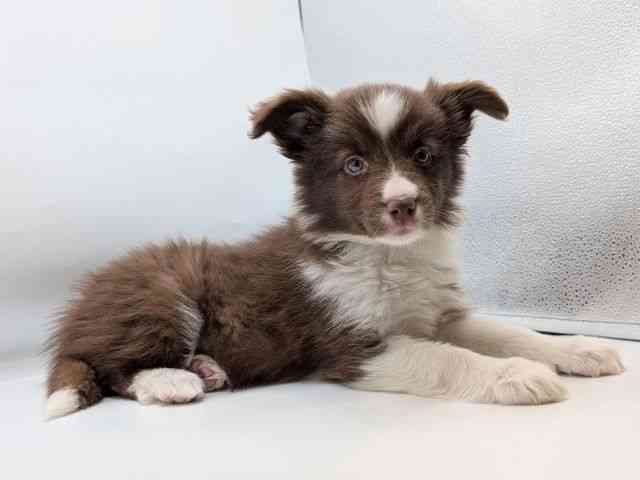 香川県のボーダーコリー (ひごペットフレンドリーゆめタウン高松店/2025年12月13日生まれ/女の子/チョコレートホワイト)の子犬の3枚目の画像