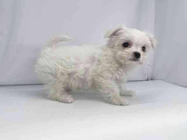 兵庫県のチワマル/マルチワ(チワワ×マルチーズ) (ひごペットフレンドリーイオンタウン加古川店/2025年12月13日生まれ/女の子/ホワイト)の子犬の3枚目の画像