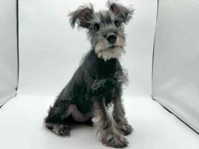 京都府のミニチュアシュナウザー (ひごペットフレンドリーイオンモール高の原店/2025年12月13日生まれ/男の子/ソルトペッパー)の子犬の3枚目の画像