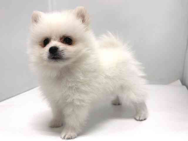 奈良県のポメラニアン (ひごペットフレンドリー奈良パワーシティ店/2025年12月12日生まれ/男の子/ホワイト)の子犬の3枚目の画像