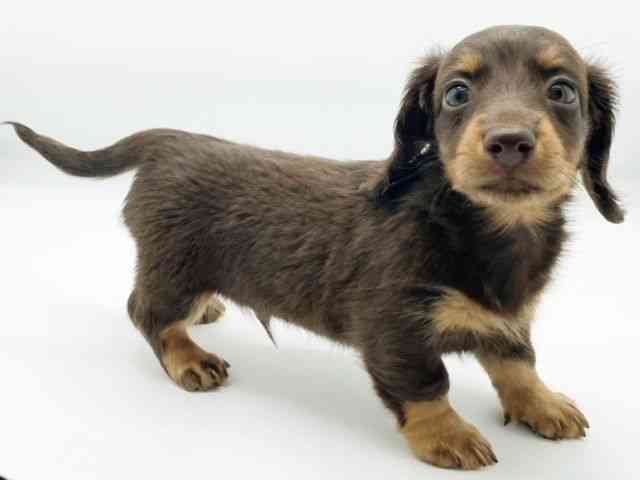 兵庫県のカニンヘンダックスフンド(ロング) (ひごペットフレンドリーコロワ甲子園店/2025年12月13日生まれ/男の子/チョコレートタン)の子犬の3枚目の画像