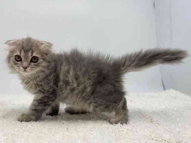 島根県のスコティッシュフォールド (ひごペットフレンドリーイオンモール出雲店/2025年12月7日生まれ/男の子/ブルータビー)の子猫の3枚目の画像