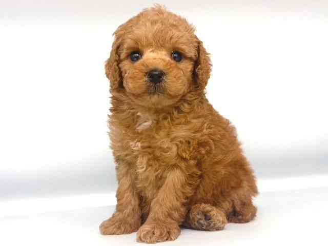 大阪府のトイプードル(トイ) (ひごペットフレンドリー岸和田店/2025年12月15日生まれ/男の子/レッド)の子犬の3枚目の画像