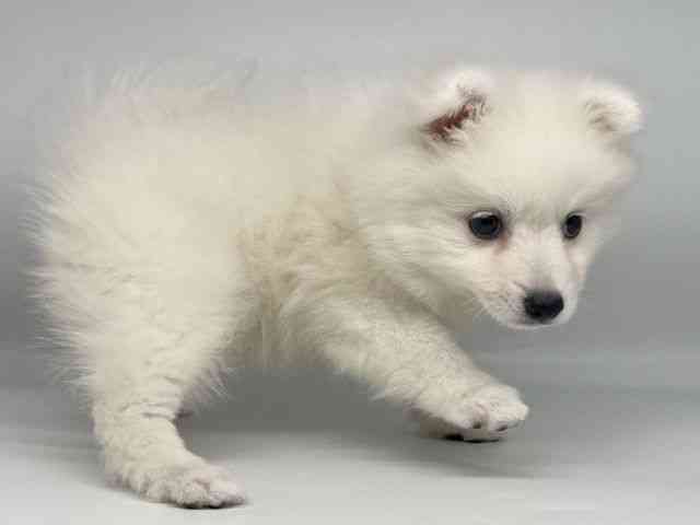 徳島県の日本スピッツ (ひごペットフレンドリーゆめタウン徳島店/2025年12月13日生まれ/女の子/ホワイト)の子犬の3枚目の画像