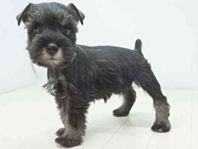 福岡県のミニチュアシュナウザー (ひごペットフレンドリーゆめタウン筑紫野店/2025年12月14日生まれ/男の子/ソルトペッパー)の子犬の3枚目の画像