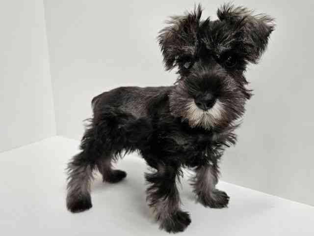 愛知県のミニチュアシュナウザー (ひごペットフレンドリーイトーヨーカドー知多店/2025年12月14日生まれ/女の子/ソルトペッパー)の子犬の3枚目の画像