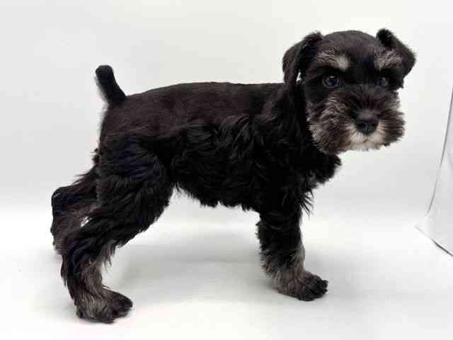 大阪府のミニチュアシュナウザー (ひごペットフレンドリーみのおキューズモール店/2025年12月13日生まれ/女の子/ブラックシルバー)の子犬の3枚目の画像