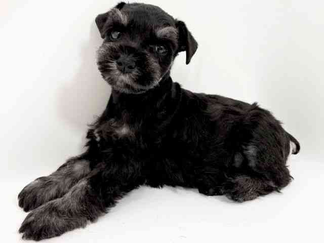 京都府のミニチュアシュナウザー (ひごペットフレンドリーイズミヤショッピングセンター八幡店/2025年12月13日生まれ/女の子/ブラックシルバー)の子犬の3枚目の画像