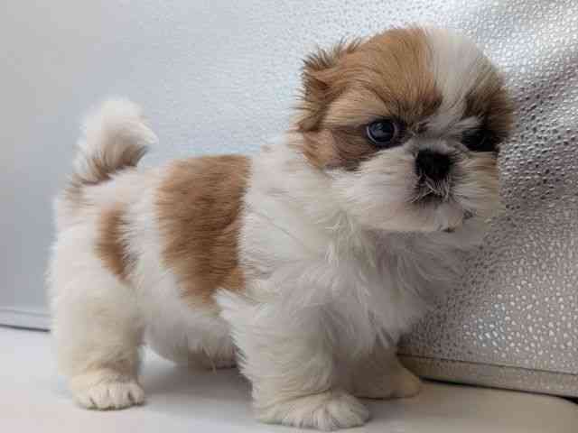 香川県のシーズー (ひごペットフレンドリーゆめタウン高松店/2025年12月10日生まれ/男の子/ホワイトゴールド)の子犬の3枚目の画像
