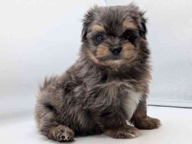 香川県のポメマル/マルポメ(ポメラニアン×マルチーズ) (ひごペットフレンドリーゆめタウン高松店/2025年12月12日生まれ/男の子/ブルーマールタン)の子犬の3枚目の画像