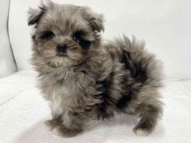 高知県のポメマル/マルポメ(ポメラニアン×マルチーズ) (ひごペットフレンドリーイオンモール高知店/2025年12月12日生まれ/男の子/ブルーマール)の子犬の3枚目の画像