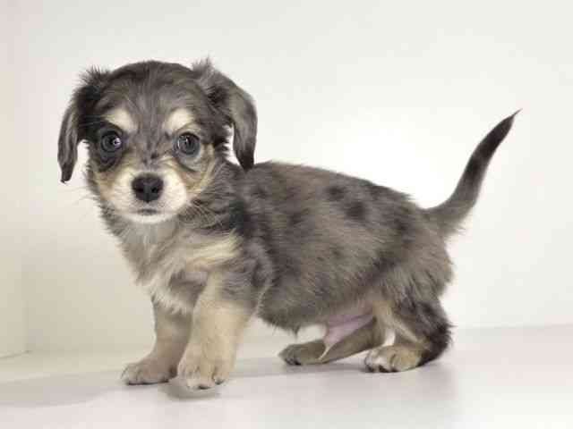 兵庫県のチワックス(チワワ×ダックス) (ひごペットフレンドリーイトーヨーカドー明石店/2025年12月13日生まれ/男の子/シルバーダップル)の子犬の3枚目の画像